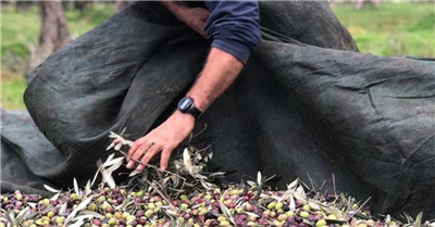 Olio bio: tradizione, innovazione e promozione online