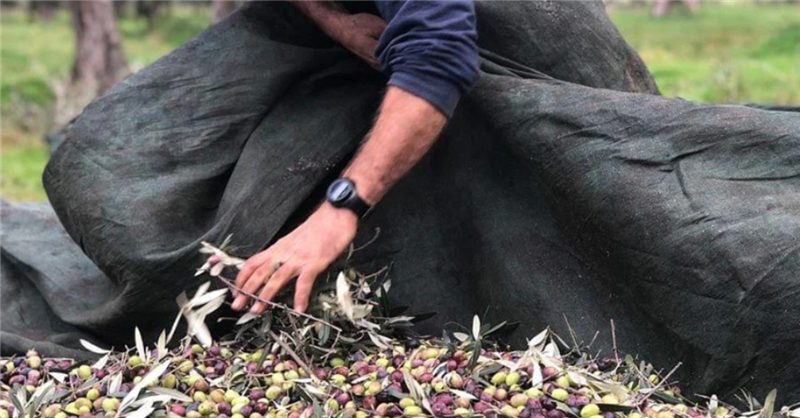 Tradizione, innovazione, eccellenza: la storia dell’olio Bio da promuovere online